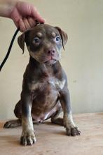 American Bully Choco Tri trindle teefje, Dieren en Toebehoren, Honden | Bulldogs, Pinschers en Molossers, Rabiës (hondsdolheid)