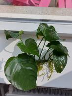 Anubias Barteri XL, Ophalen of Verzenden, Plant(en), Steen of Hout