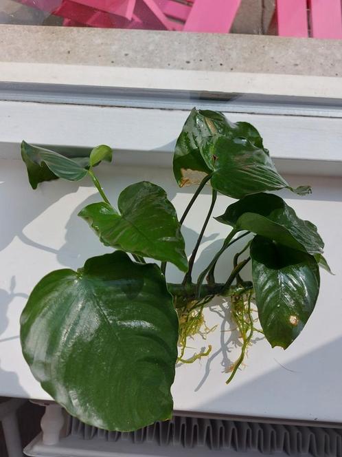 Anubias Barteri XL, Dieren en Toebehoren, Vissen | Aquaria en Toebehoren, Plant(en), Steen of Hout, Ophalen of Verzenden