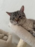 Kater 1 jaar, Dieren en Toebehoren, Katten en Kittens | Raskatten | Korthaar, Meerdere dieren