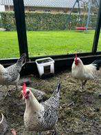 groninger meeuw (kriel), Dieren en Toebehoren, Pluimvee, Meerdere dieren, Kip