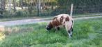 Te koop bonte rammen dekrammen, Mannelijk, Schaap, 0 tot 2 jaar