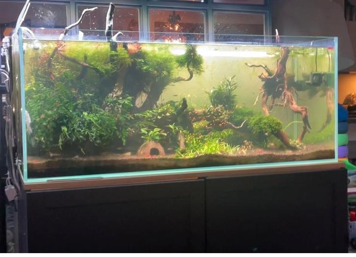 Aquarium 120 cm ada optic white, Dieren en Toebehoren, Vissen | Aquaria en Toebehoren, Gebruikt, Leeg aquarium, Ophalen