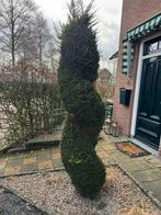 Mooie conifeer gratis af te halen, Tuin en Terras, Bloeit niet, Overige soorten, 100 tot 250 cm, Ophalen