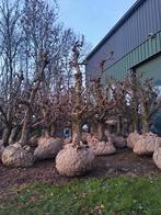 Appel- en perenbomen te koop, Ophalen, Lente