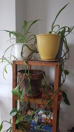 Plants for house and garden, Volle zon, Vaste plant, Zomer, Ophalen