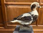Opgezette IJseend taxidermy ca. 40 cm in lengte, Ophalen of Verzenden, Zo goed als nieuw, Opgezet dier