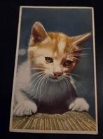 Mooie kitten, Verzenden, Gelopen, Hond of Kat
