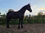 Te koop: aansprekende 3 jarige Fries/ Friese ruin., Dieren en Toebehoren, Paarden, Ruin, 3 tot 6 jaar