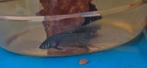 Betta mahachaiensis wilde betta, Dieren en Toebehoren, Vissen | Aquariumvissen, Vis