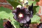 Zaden Alcea rosea nigra, Tuin en Terras, Bloembollen en Zaden, Verzenden, Volle zon