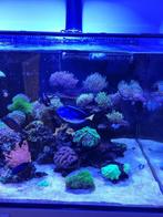 Picasso doktersvis L-size, Dieren en Toebehoren, Vis, Zoutwatervis