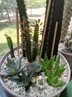 Succulenten compositie, Ophalen, Vetplant, Halfschaduw, In pot