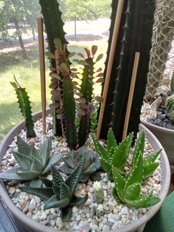 Succulenten compositie beschikbaar voor biedingen