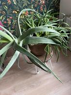 Grote Aloe vera plant, Overige soorten, In pot, Minder dan 100 cm, Halfschaduw
