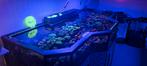 KERSTACTIE 10% korting op alle koralen!, Ophalen of Verzenden, Nieuw, Gevuld zeewateraquarium