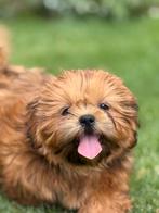 Lhasa apso pups, Dieren en Toebehoren, Honden | Chihuahua's en Gezelschapshonden, België, Overige rassen, CDV (hondenziekte), 8 tot 15 weken
