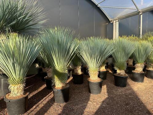 Yucca rostrata 30/40 cm stamhoogte te koop!!!, Tuin en Terras, Planten | Tuinplanten, Vaste plant, Overige soorten, Volle zon