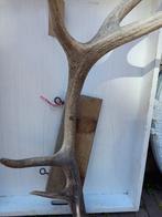 Afwerpstam op eikenhouten wandbord/echt gewei, Ophalen of Verzenden