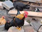 Chabo kippen., Dieren en Toebehoren, Pluimvee, Meerdere dieren, Kip