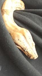 Lieve boa constrictor imperator, Dieren en Toebehoren, Reptielen en Amfibieën, Slang