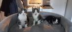 Lieve Kitten, Dieren en Toebehoren, Katten en Kittens | Overige Katten, Meerdere dieren, Kortharig, 0 tot 2 jaar
