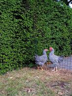 Amrock kippen en haan groot, Dieren en Toebehoren, Pluimvee, Meerdere dieren, Kip
