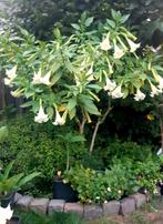 Brugmansia stekken, diverse kleuren., Overige soorten, Minder dan 100 cm, Zomer, Ophalen