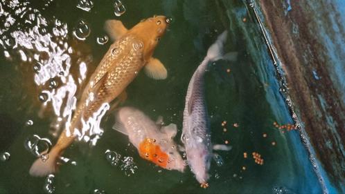 3 koikarpers van de kweker Ogata, Dieren en Toebehoren, Vissen | Vijvervissen, Karper of Koi