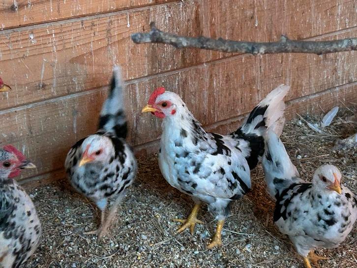 Jonge serama hanen, Dieren en Toebehoren, Pluimvee, Kip, Mannelijk