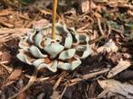 Chinese lotus wierookhouder chinees wierook brander, Huis en Inrichting, Woonaccessoires | Kandelaars en Kaarsen, Overige materialen