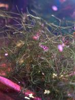 Racoon garnalen, Dieren en Toebehoren, Kreeft, Krab of Garnaal