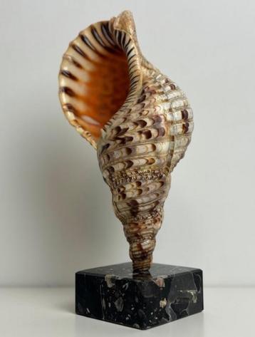 Triton's Trumpet Charonia tritonis Gefossiliseerde schelp