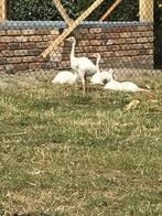 Nandoe kuikens, Dieren en Toebehoren, Meerdere dieren, Overige soorten