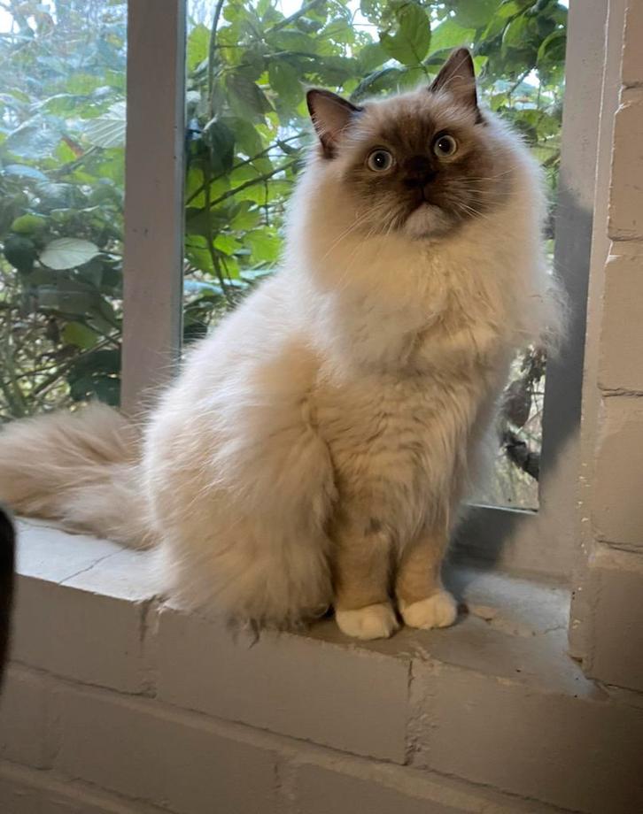 Ragdoll dekkater chocolate mink mitted( draagt cinnamon), Dieren en Toebehoren, Katten en Kittens | Raskatten | Langhaar, Kater