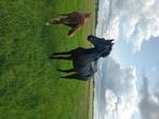 Friese enter merrie., Dieren en Toebehoren, Paarden, Merrie, Minder dan 160 cm, Niet van toepassing, 0 tot 2 jaar