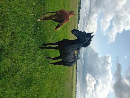 Friese enter merrie., Dieren en Toebehoren, Paarden, Merrie, Niet van toepassing, Minder dan 160 cm, 0 tot 2 jaar, Met stamboom