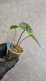 Alocasia Jacklyn, Ophalen of Verzenden, Halfschaduw, Minder dan 100 cm