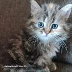Katten....... kom maar even kijken, Dieren en Toebehoren, Meerdere dieren