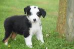 Australische herder pups, Dieren en Toebehoren, Honden | Herdershonden en Veedrijvers, België, Rabiës (hondsdolheid), 15 weken tot 1 jaar
