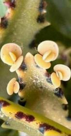 Kamerplant, Ophalen, Vetplant, Minder dan 100 cm, Bloeiende kamerplant