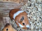 2 cavia beertjes, Juni, Mannelijk, Cavia
