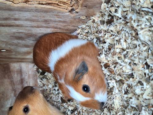 2 cavia beertjes, Dieren en Toebehoren, Knaagdieren, Mannelijk, Cavia, Juni