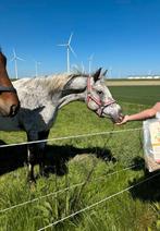3 jarige NAS stamboek fewspot hengst D maat, Dieren en Toebehoren, Paarden, Minder dan 160 cm, Gechipt, Dressuurpaard, Hengst