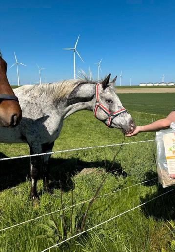 3 jarige NAS stamboek fewspot hengst D maat beschikbaar voor biedingen