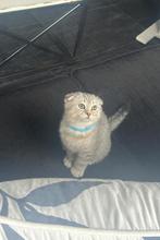 Unieke katertje, Kater, 0 tot 2 jaar