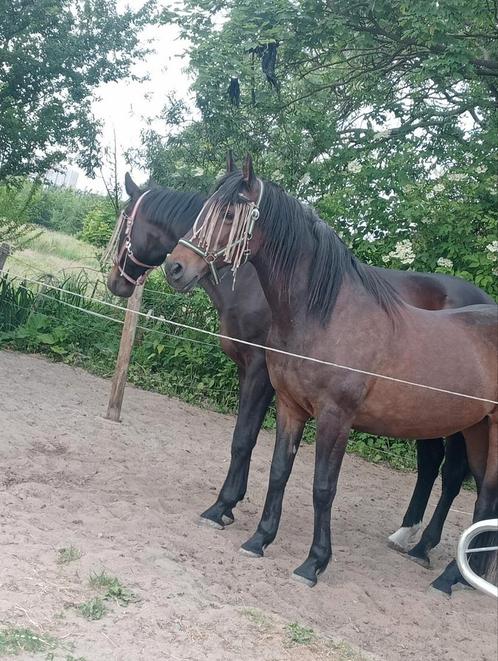2 grondwerk paarden rijden mogelijk in toekomst (recreatie), Dieren en Toebehoren, Stalling en Weidegang, 2 of 3 paarden of pony's
