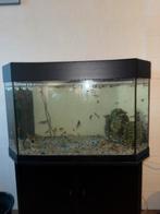 Aquarium met guppy’s tekoop, Ophalen, Gebruikt