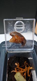 Achatina achatina, 0 tot 2 jaar