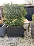 Plantenbak met portugese laurier 100 x. 40 x 180 totale hoog